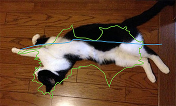 四国猫 猫と構造線.jpg