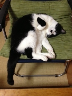 変な顔の猫　眠る.JPG