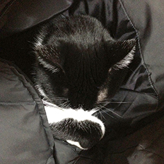 寒い日の猫　02　1回目　ダウンジャケット　鼻を隠す.jpg