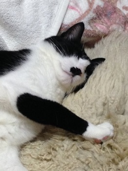 心地よく眠る猫１.jpg