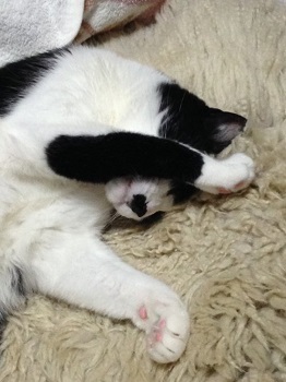 心地よく眠る猫２.jpg