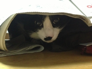 新聞の邪魔猫　１　どこにいるのでしょう.JPG