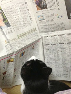 新聞猫　考える-1.jpg