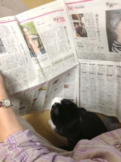 新聞猫　見上げる-1.jpg