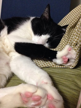 爪を引っ掛けたまま寝る猫.jpg