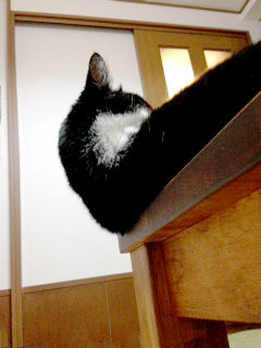猫がオーバーハングしています　下から見たところ-1.jpg