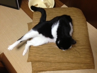 猫が座布団から少し落ちています　注意したら起き上がりました.jpeg