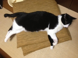 猫が座布団から少し落ちています　首と手と足が….JPG
