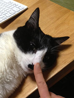 猫の鼻が暖かい　猫の鼻を触る-1.jpg