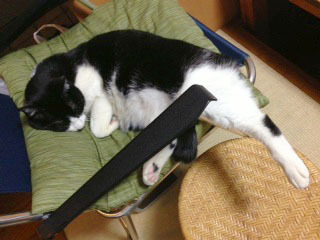 猫足仰角　足を出して寝ている-1.jpg
