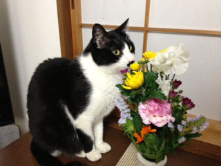 花と猫の三角帽子　１匂いを嗅ぐ -1.jpg