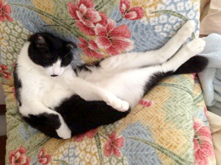 花模様の布団　猫が変な格好で寝ている.jpg