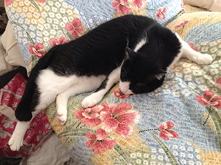 花模様の布団　猫が落ちそうな格好で寝ている.jpg